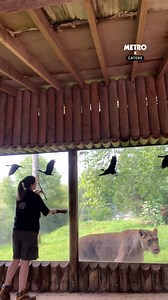 She's either helping clean the windows, or hungry for what's behind it | Metro