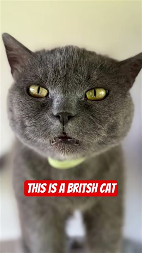 Britsh Cat