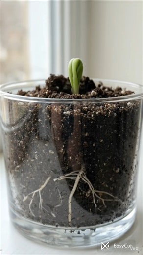 growing tomato seed timelapse #plants