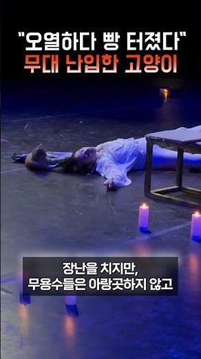 발레 공연 중 고양이 난입, 로미오 죽었는데 관객들 '폭소' #로미오와줄리엣 #발레해프닝 #신스틸러