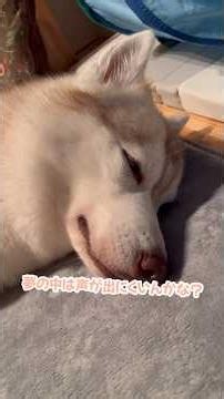 Husky talking in its sleep #SiberianHusky #Husky #HuskyDog