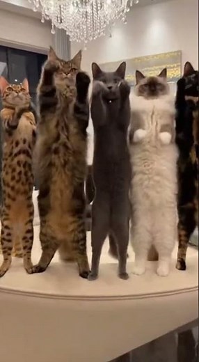 Cats Nodding to the Beat 🎶🐱 | Perfectly in Sync #cats#catvideo#catdance#catsong#cuteCats