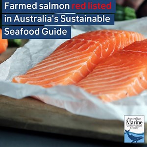 281 reactions · 422 shares | Why has Tasmanian Farmed Salmon been red-listed as 'Avoid' in Australia's Sustainable Seafood Guide? Find out in this short video: | Australian Marine Conservation Society | Facebook