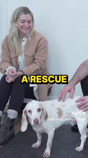 This rescued dog really needed this chiropractic adjustment! His neck was in pain, and his shoulder was out of alignment. His family brought him here because they love him so much. His dad was so worried that he even jumped on a FaceTime call to be present during the session. Send your love to this amazing doggy! . . #chiro #nyc #newyork #chiropractor #adjustment #chiropractic #cracks #animalchiro #animalchiropractor #neckpain #shouldermobility #dogchiropractor #doglover #cutedog