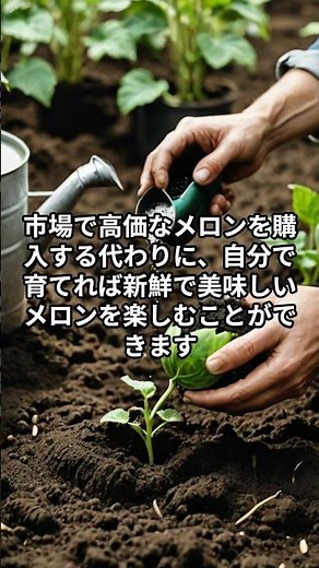 高級メロンを自宅で！失敗しないメロン栽培の秘訣 #メロン栽培