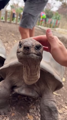 Centuries-old tortoise loves every head scratch it gets