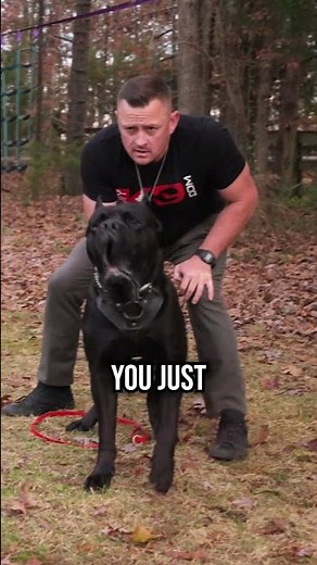 How to Train a Dog That Will Protect You When It Counts!