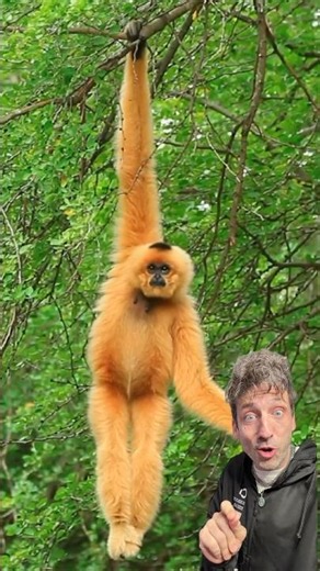 The Lar Gibbon is a MENACE