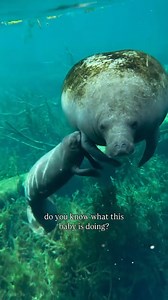 82K views · 2K reactions | This baby manatee is NURSING!  Yes, that’s right! Baby manatees get milk from behind their mothers flippers and will continue to feed like this until it is 2 years old 冀 Isn't that neat?! | Get Up And Go Kayaking | Facebook