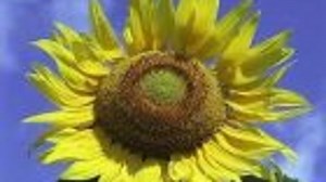 Sunflowers: a muse for improving solar power