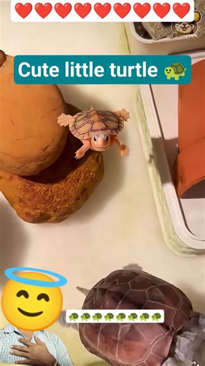 #shorts #ytshorts #animals #love #trending #respect #pets #funny #asmr #cute #satisfying #viral #yt