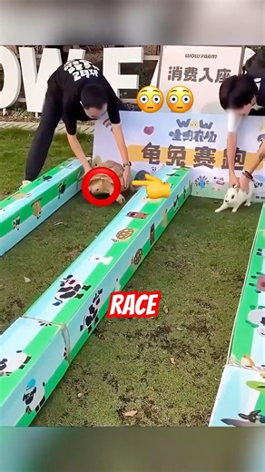 Turtle vs Rabbit IRL Race… Who Wins?? 😳🐢🐇 #shorts #shortsfeed