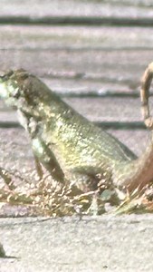 Morning Curly Tail Action! Whole gang is here! Have a swell weekend. Curly tail cuisine brought to you by @flukerfarms . #reptile #cuteanimals #lizards | Kamp Kenan