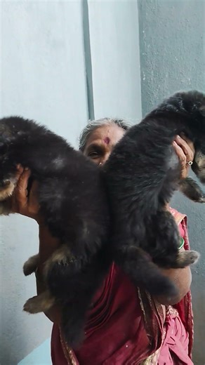 Top quality german shepherd Male and female bushcoat available dhuruv kennels melur attukulam