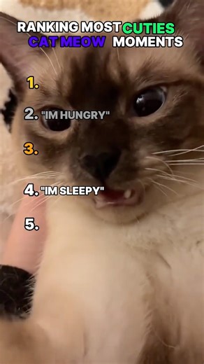 RANKING Most Cuties CAT MEOW MOMENTS!