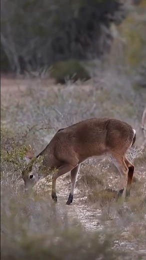 Vi um Veado na Floresta 🌲🦌 | Encontro Incrível na Natureza Selvagem#reels