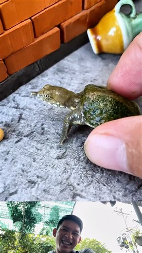 Softshell Turtle or Beetle? Cooking with Rice Turns Out Surprisingly Delicious! 🍚🐢