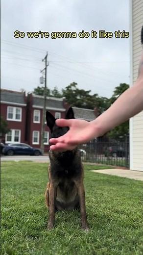 Dog Training | How To Properly Lure Your Dog