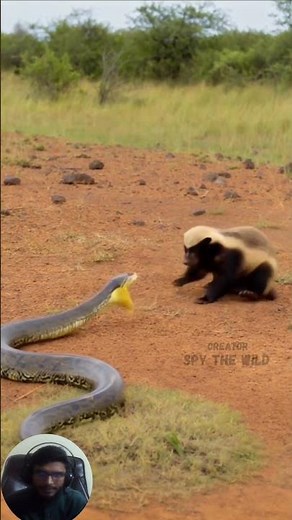 Honey Badger vs a Deadly Python Snake | When a Tiny Predator Challenges a Giant Serpent