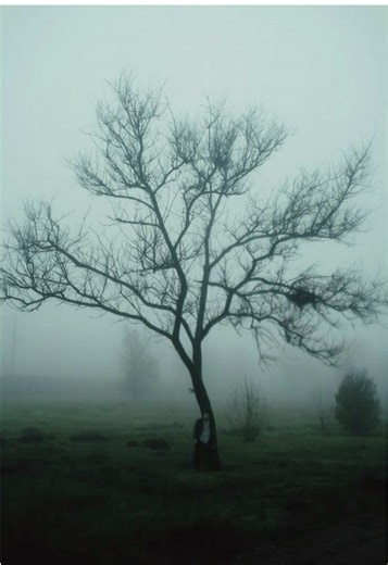 Exploring the Symbolism of the Poison Tree