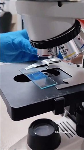 Hello I'm Aspergillus Niger🤩#shorts #viral #fungus #biotechnology #microscope #shortvideo #trending