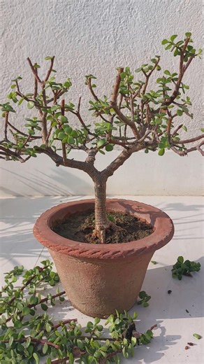 How to Make a Jade Bonsai | Jade Plant