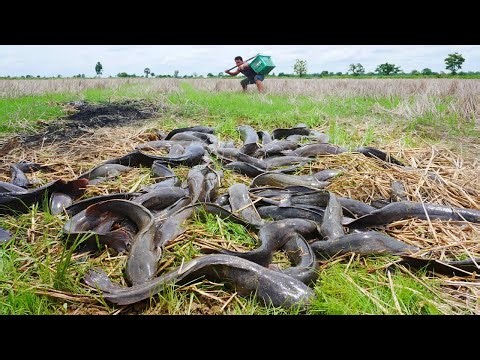 Primitive Fishing Method | Catching Tons of Catfish in Muddy Rice Fields