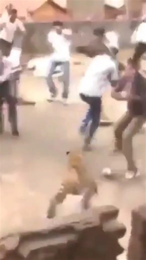 Jaguar attacks people in the city 😮 caught on camera 📸 #2026 #2027 #viralsong