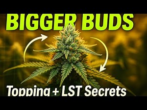 “Topping & Training Cannabis: How LST and Scrogging Grow Bigger, Healthier Buds”