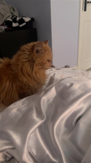 Good morning darling