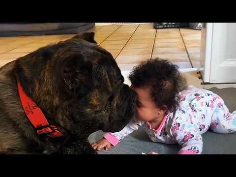 This 150lb Cane Corso Thinks This Baby Is His Own—What He Did at 2AM Proved It