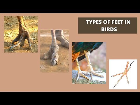 Types of feet or claws in birds in detail...