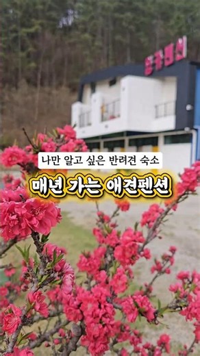 여기 매년 가는 이유 있음.. 무주 애견펜션 찐추천 🐶✨ 무주 잉카펜션 #무주펜션 #애견펜션 #무주여행 #반려견동반 #무주애견펜션 #국내여행 #펜션추천
