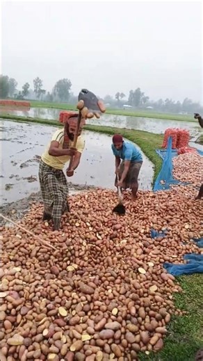 হাইরে আলু মানুষের মধ্যে কত রং দেখালু জমি থেকে না তুললেও হচ্ছে না আলুর ব্যাপারিরাও নিচ্ছে না