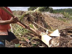 Making use of palm sugar