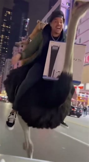 Ostrich Uber Ride with PS5, wild Uber fail