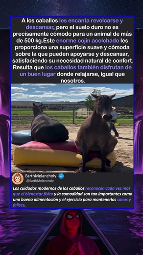 La Comodidad de los Caballos Ha Entrado en una Nueva Era 🐴