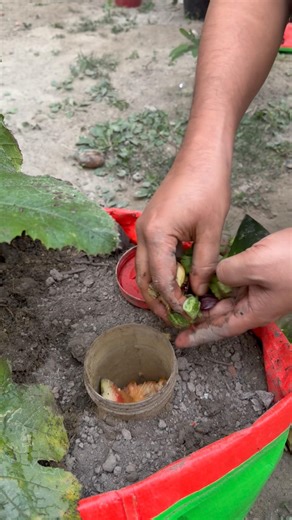 Pumpkin plants care tips using kitchen waste as compost fertilizer #pumpkin #pumkinflower #plantas