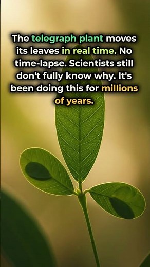 This Plant Moves Its Leaves in Real Time (Scientists Don't Know Why)