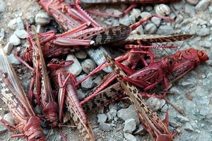 Red locust - Alchetron, The Free Social Encyclopedia