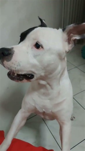 #não passe o #vídeo se você gosta de animais #curtircompartilha #petsfofinhos