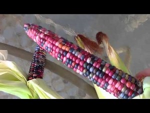 ~Beautiful Glass Gem Corn Harvest~