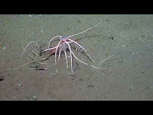 Brittle Star Food Fight ( Video ) | Biology
