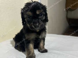 Health tested cavapoos 1 remaining - £1,500