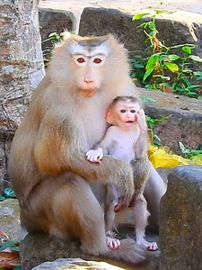 Poor Rina less freedom can't walk freely cus Mom so worry safety #beautiful #monkeydluffy #monkeycute #babymonkey #monkeyface #lovely #monkey #cute #animals #animalsbaby #poormonkey #monkeycry #funny #funnyvideo #cuteanimals | Monkey TV7