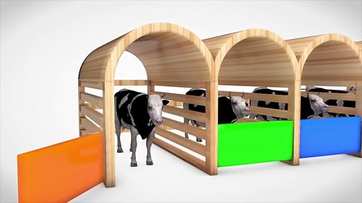 Learn Colors With Cows Animals W Learn Numbers Apple Fruit Nursery Rhymes For Children