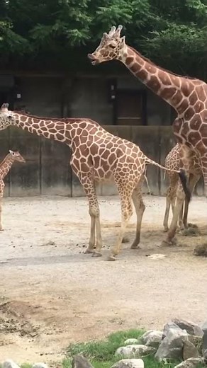 'Urine For a Treat': Giraffe's Face After Tasting Friend's Pee Is Priceless