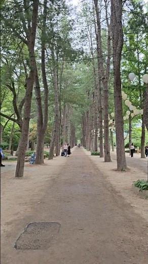 #남이섬 #남이섬여행 #가평 #춘천 #가평가볼만한곳