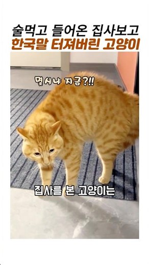 술먹고 새벽에온 집사에게 말터진고양이#치즈고양이#한국말하는 고양이#잔소리고양이 #웃긴동물