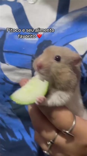 #foryoupage❤️❤️ #hamster_team🐹 #foryoupage #hamsters